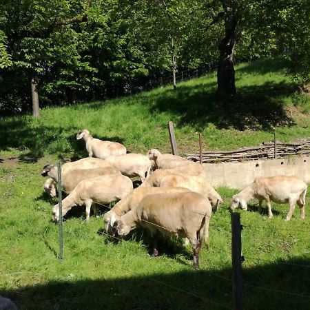 Landhof Ella - Ferienhaus Vor Den Toren Salzburgs Petting Extérieur photo