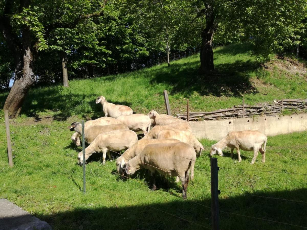 Landhof Ella - Ferienhaus Vor Den Toren Salzburgs Petting Extérieur photo
