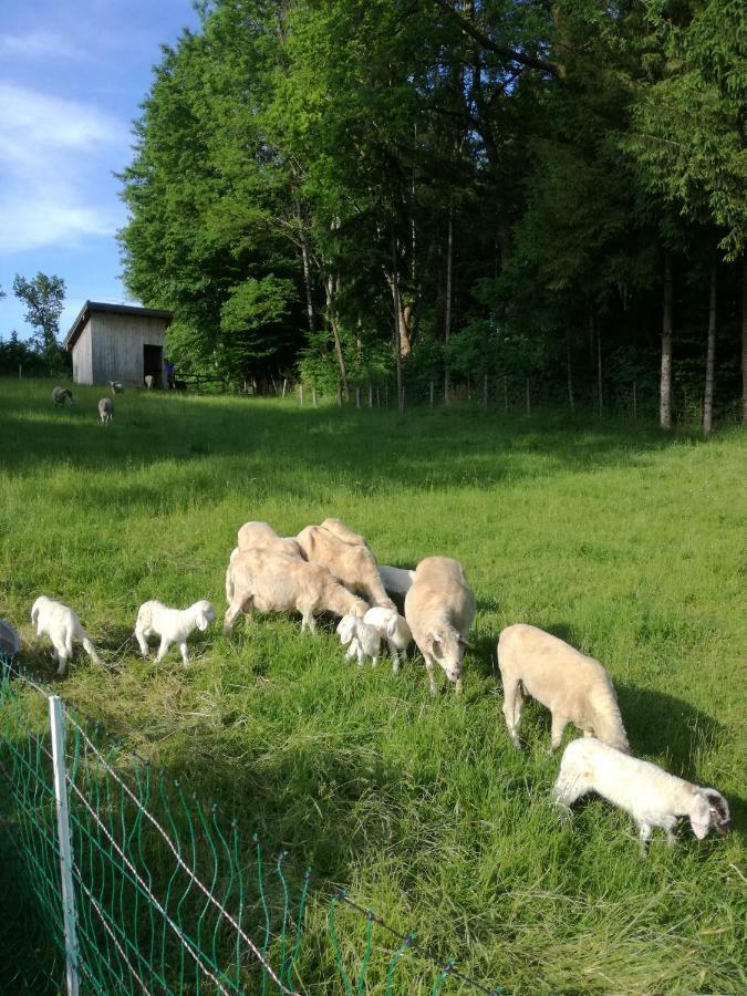 Landhof Ella - Ferienhaus Vor Den Toren Salzburgs Petting Extérieur photo